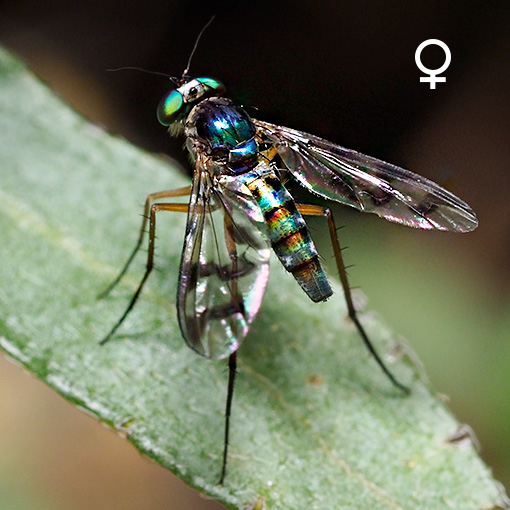 Heteropsilopus ingenuus, long-legged fly, ‎Dolichopodidae, Tasmania
