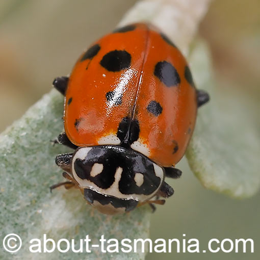 Hippodamia variegata, Adonis ladybird, beetle, Tasmania