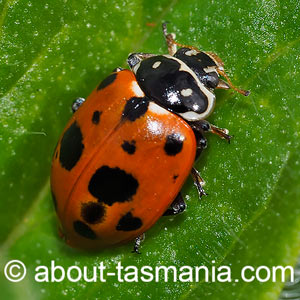 Hippodamia variegata