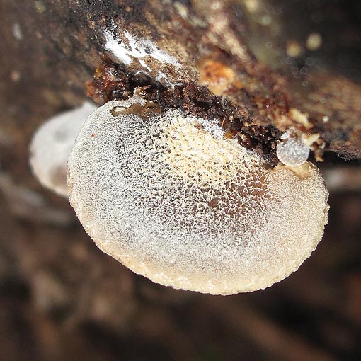 Hohenbuehelia 'grey furry', fungi, Tasmania