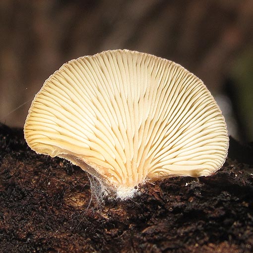 Hohenbuehelia 'grey furry', fungi, Tasmania