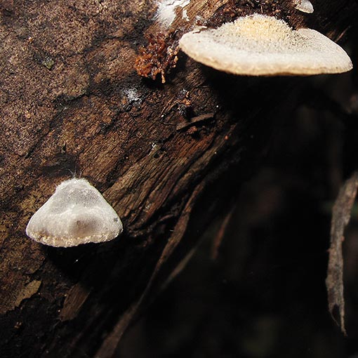 Hohenbuehelia 'grey furry', fungi, Tasmania