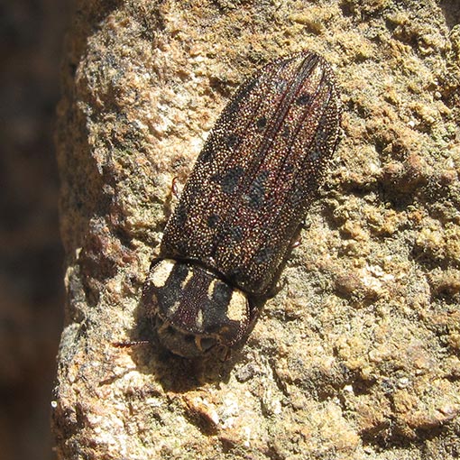 Leperina decorata, bark-gnawing beetle, Trogossitidae, Tasmania