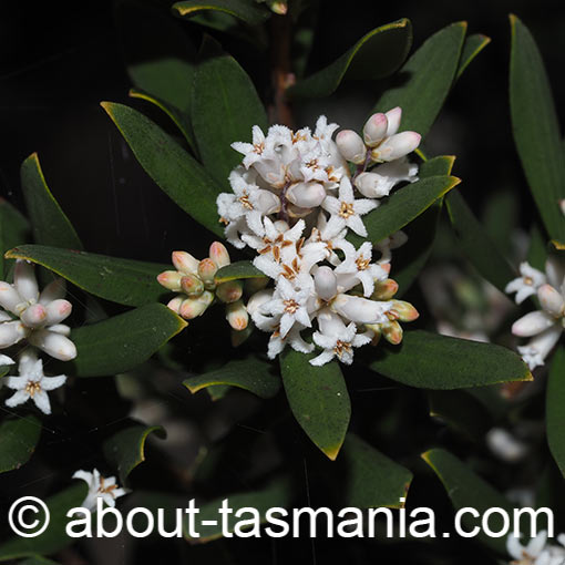 Leucopogon parviflorus, coast beardheath, Tasmania