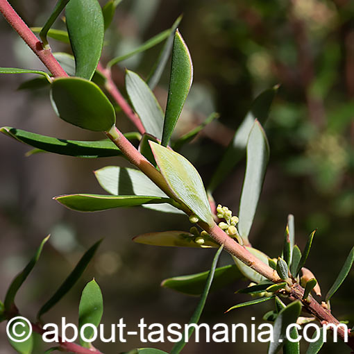 Leucopogon parviflorus, coast beardheath, Tasmania