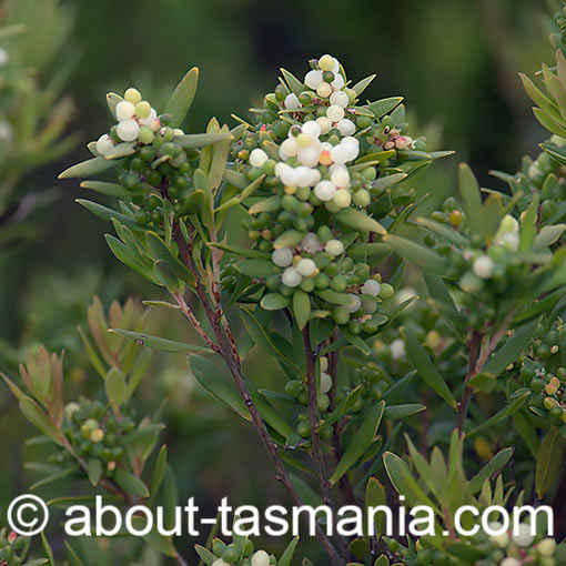 Leucopogon parviflorus, coast beardheath, Tasmania