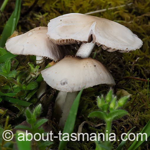 Marasmius oreades, fungi, Tasmania