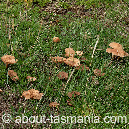 Marasmius oreades, fungi, Tasmania