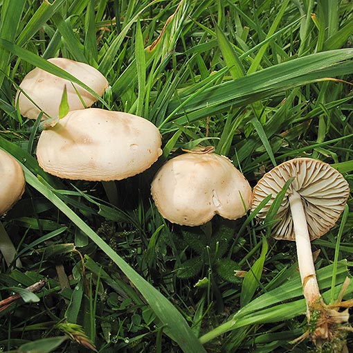 Marasmius oreades, fungi, Tasmania