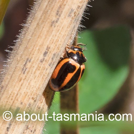 Micraspis frenata, striped ladybird beetle, Tasmania
