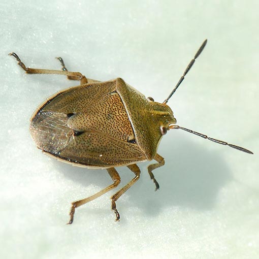 Mycoolona atricornis, Pentatomidae, Tasmania