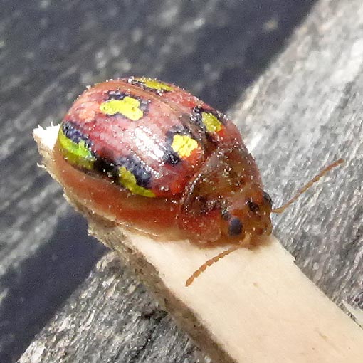 Paropsisterna nobilitata, Chrysomelidae, Tasmania