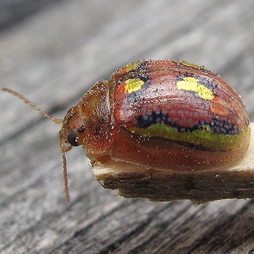 Paropsisterna nobilitata, Chrysomelidae, Tasmania
