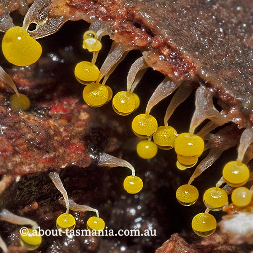 Physarum viride, Myxomycetes, fungi, Tasmania