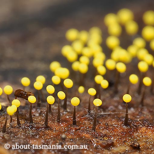 Physarum viride, Myxomycetes, fungi, Tasmania