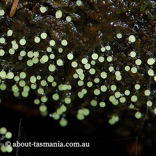 Physarum viride, Myxomycetes, fungi, Tasmania