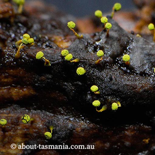 Physarum viride, Myxomycetes, fungi, Tasmania