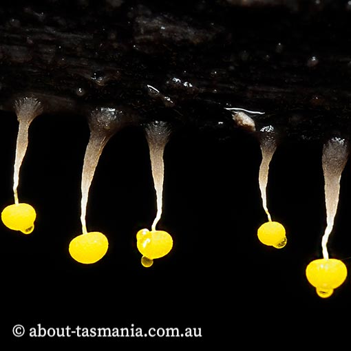 Physarum viride, Myxomycetes, fungi, Tasmania