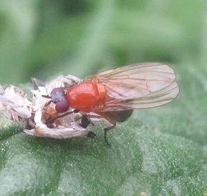 Sapromyza alboatra