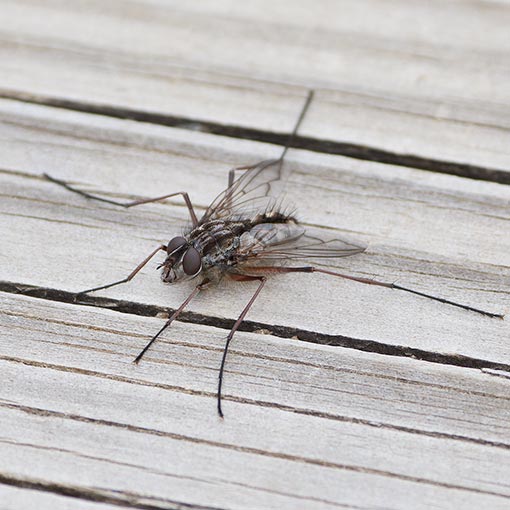 Senostoma sp., Tachinidae, Tasmania