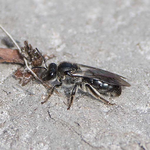 Leioproctus sp., Colletidae, Tasmania