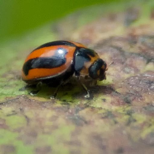 Micraspis frenata, striped ladybird beetle, Tasmania