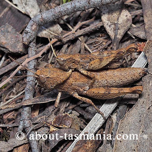 Tasmaniacris tasmaniensis, Tasmanian grasshopper, Tasmania