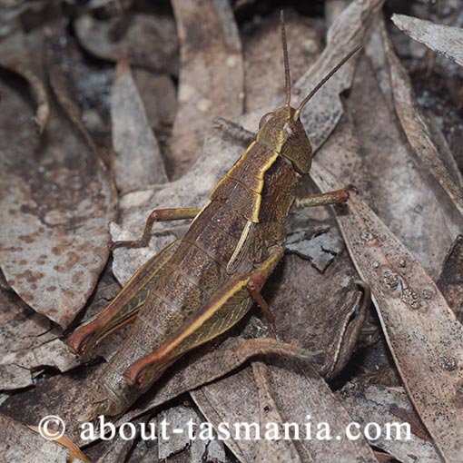 Tasmaniacris tasmaniensis, Tasmanian grasshopper, Tasmania