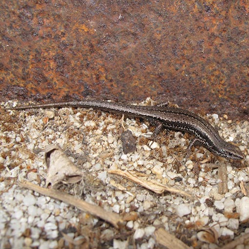Tasmanian Tree Skink, Carinascincus pretiosus, Tasmania