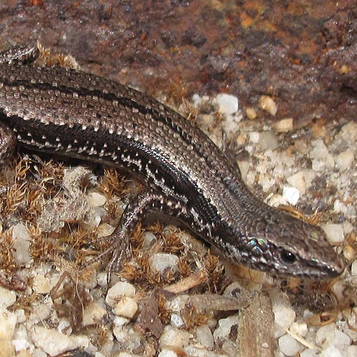 Tasmanian Tree Skink, Carinascincus pretiosus, Tasmania