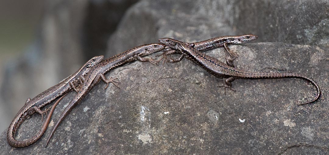 Tasmanian Tree Skink, Carinascincus pretiosus, Tasmania
