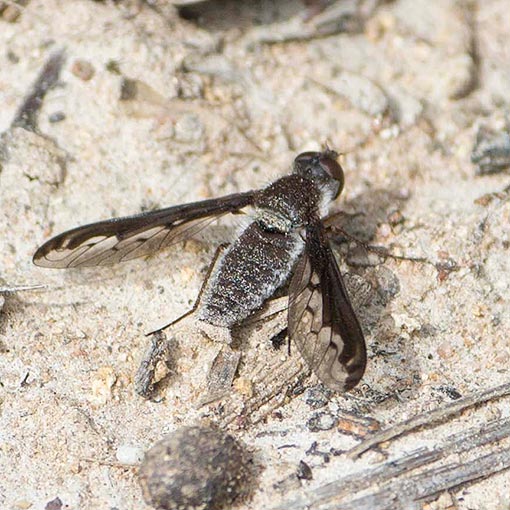 Aleucosia atherix,<br />
Bee Fly, Tasmania