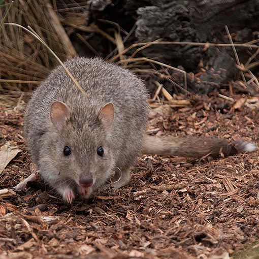 Tasmanian Bettong | About Tasmania