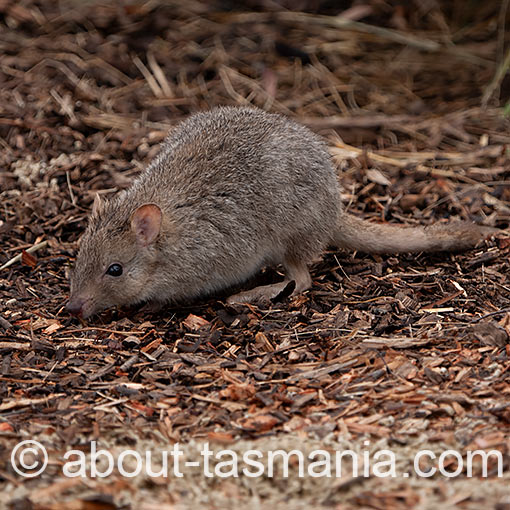 Tasmanian Bettong, Bettongia gaimardi, Tasmania