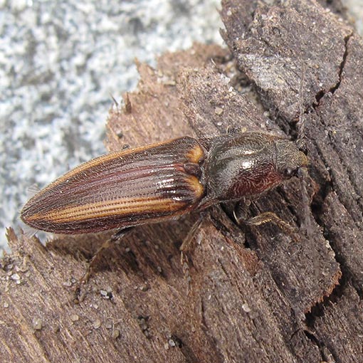 Crepidomenus sp., Elateridae, Tasmania