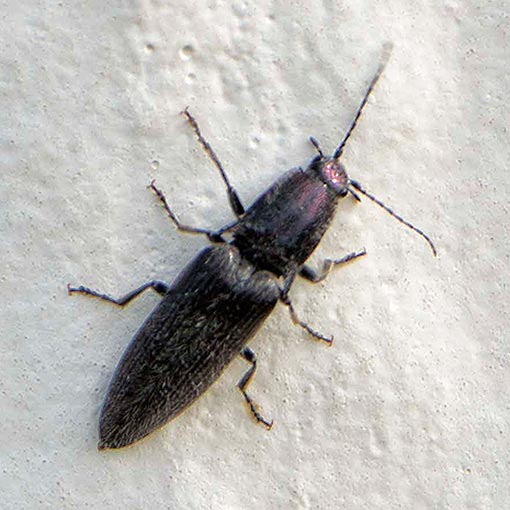 Crepidomenus fulgidus, Elateridae, Tasmania