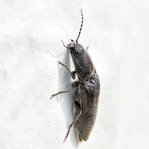 Crepidomenus fulgidus, Elateridae, Tasmania