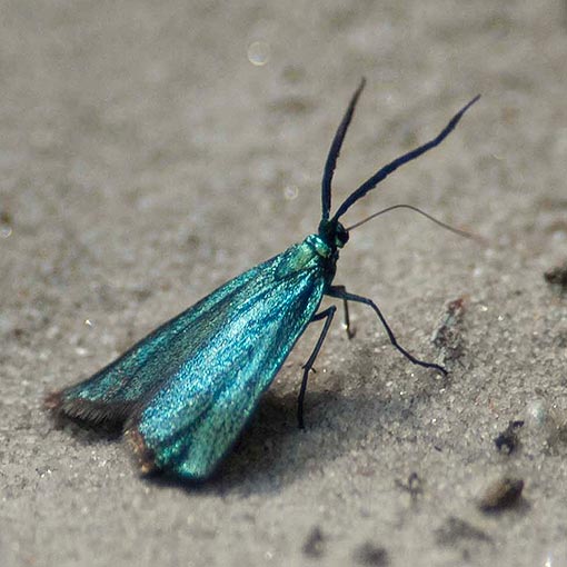 Pollanisus viridipulverulenta, moth, Tasmania
