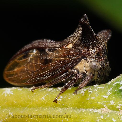 Acanthuchus trispinifer, horned treehopper, Membracidae, Tasmania