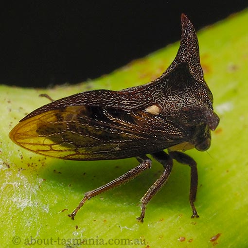 Acanthuchus trispinifer, horned treehopper, Membracidae, Tasmania