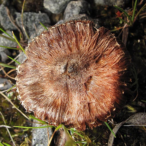 Inocybe sp., fungi, Tasmania
