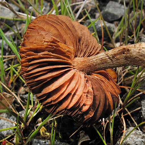 Inocybe sp., fungi, Tasmania