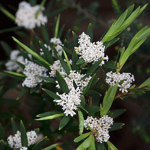Leucopogon parviflorus, coast beardheath, Tasmania