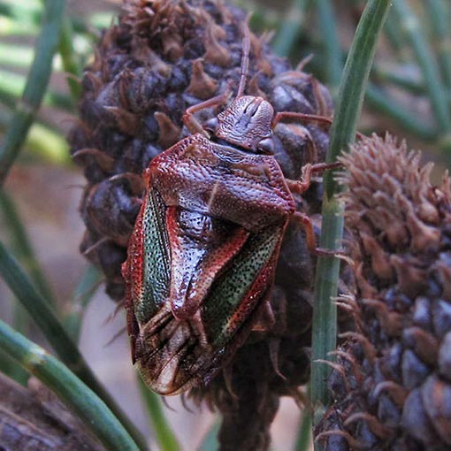 Diaphyta sp., Shield Bug, Pentatomidae, Tasmania