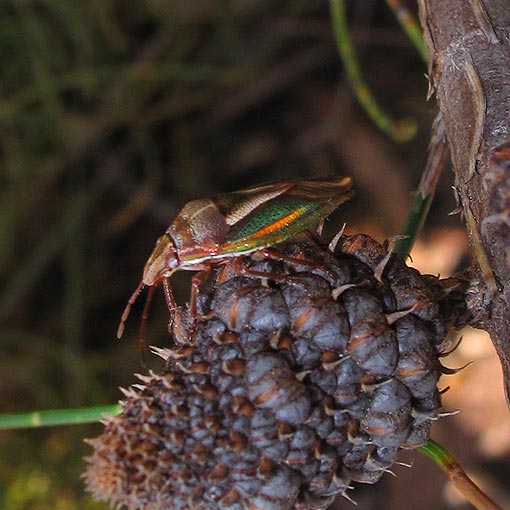 Diaphyta sp., Shield Bug, Pentatomidae, Tasmania