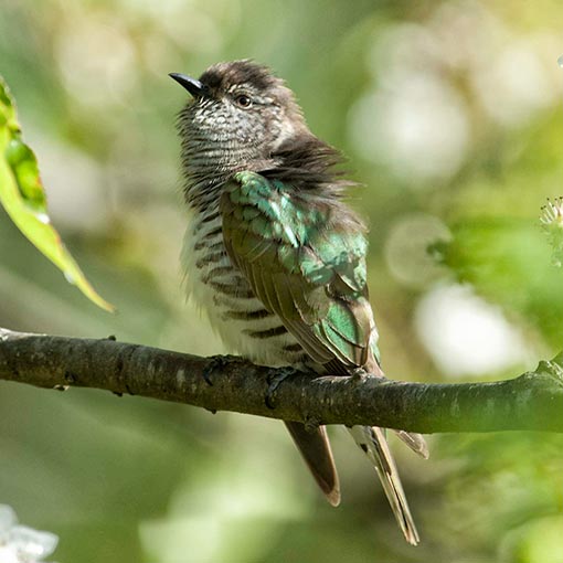 Shining Bronze-Cuckoo, Chrysococcyx lucidus, Tasmania