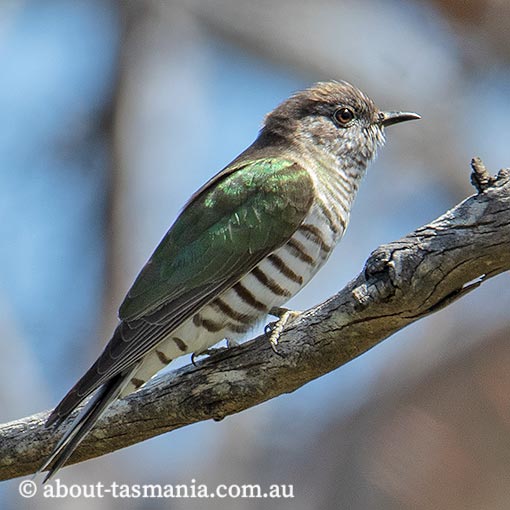 Shining Bronze-Cuckoo, Chrysococcyx lucidus, Tasmania