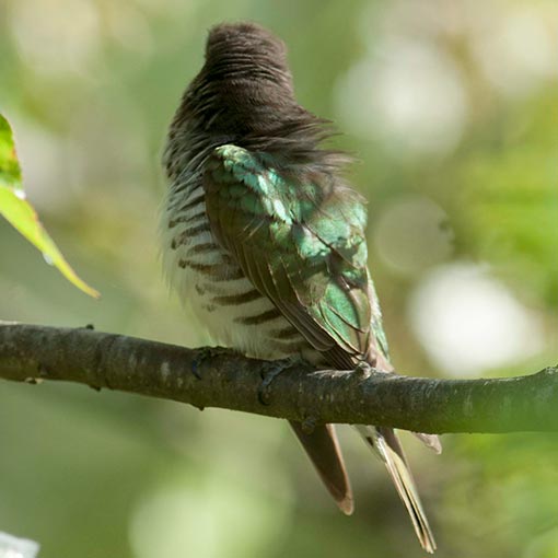 Shining Bronze-Cuckoo, Chrysococcyx lucidus, Tasmania