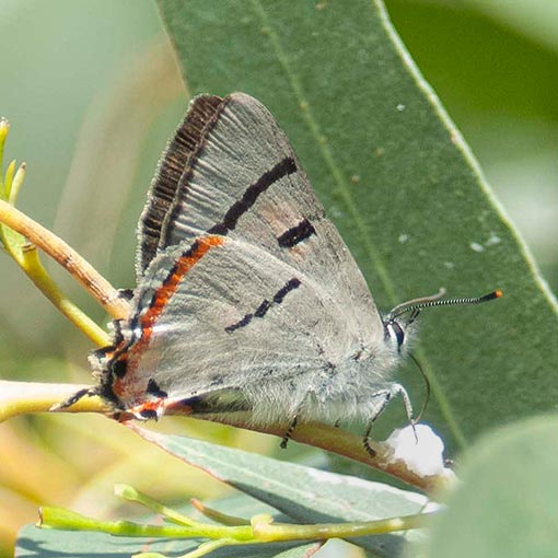 silky-hairstreak Pseudalmenus chlorinda, Silky Hairstreak, Tasmania, butterfly