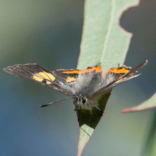 silky-hairstreak2 Pseudalmenus chlorinda, Silky Hairstreak, butterfly, Tasmania